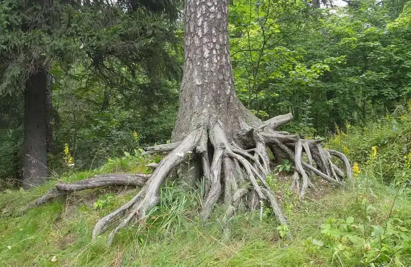 How to Avoid Tree Roots in Your Sewer Lines