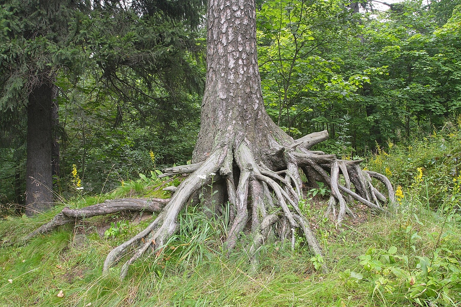 How to Avoid Tree Roots in Your Sewer Lines